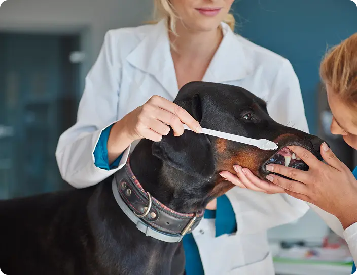 Pet Dental Care