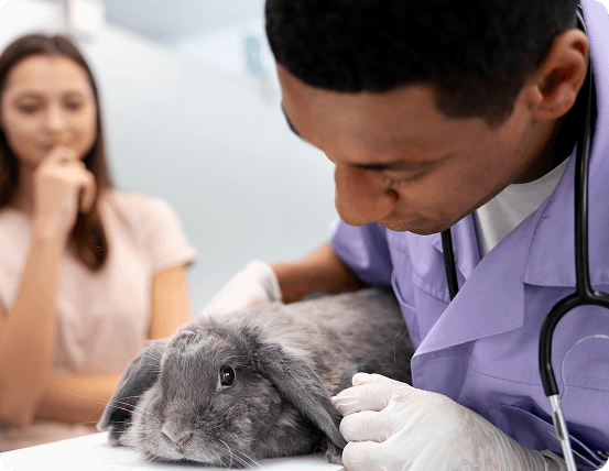 Small Mammal Medicine