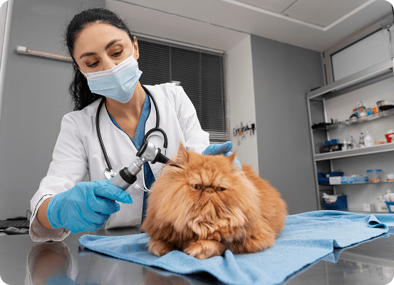 Soft Tissue Procedures