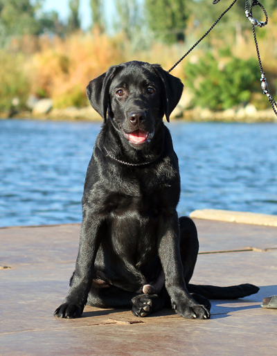 Black lab with water