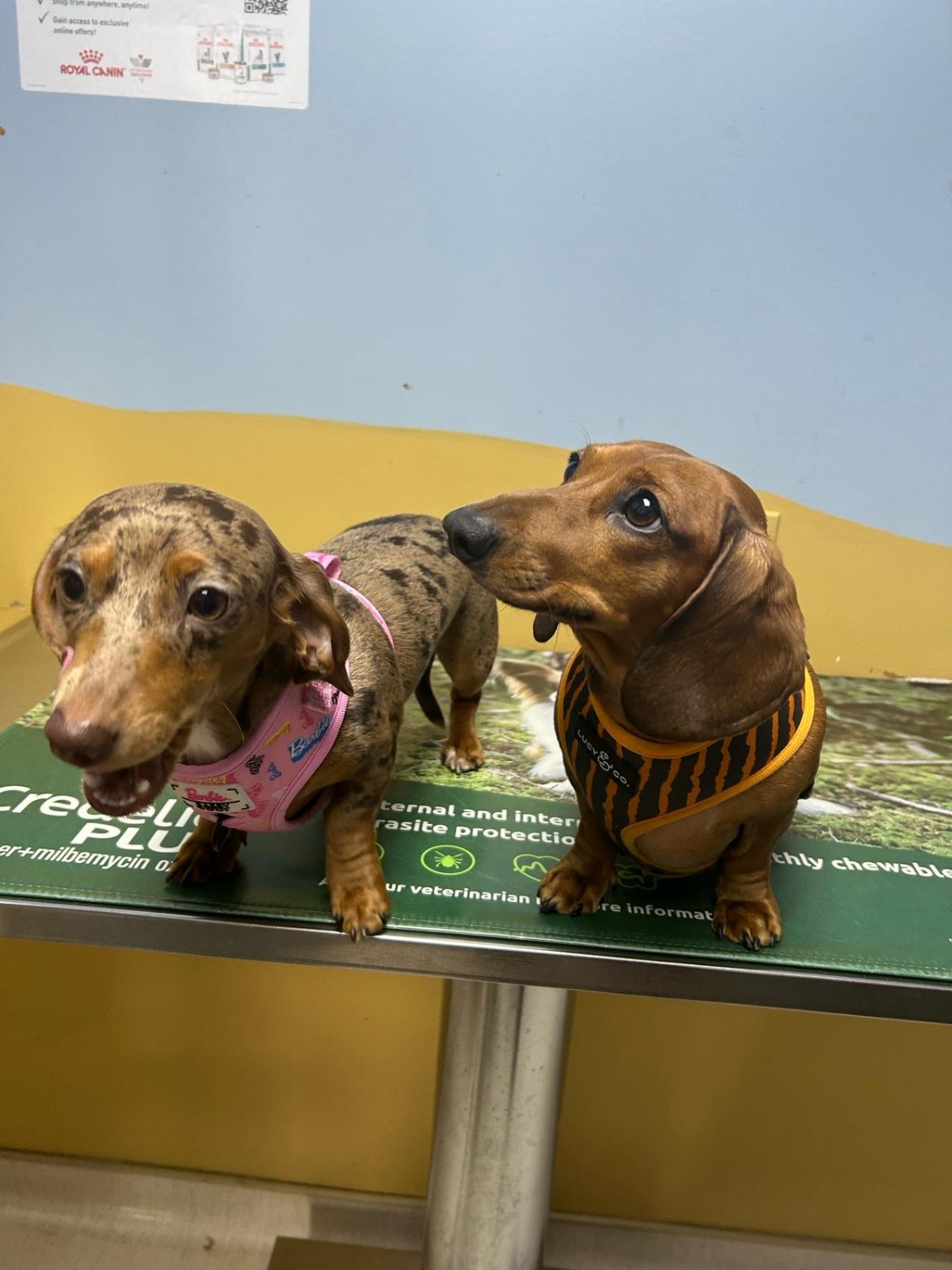 Benny and Bella
