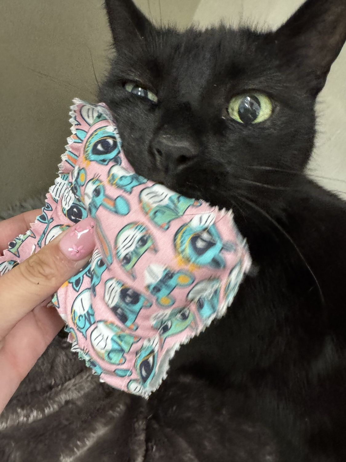 Black cat