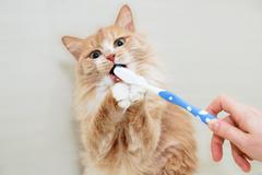 Cat and Toothbrush