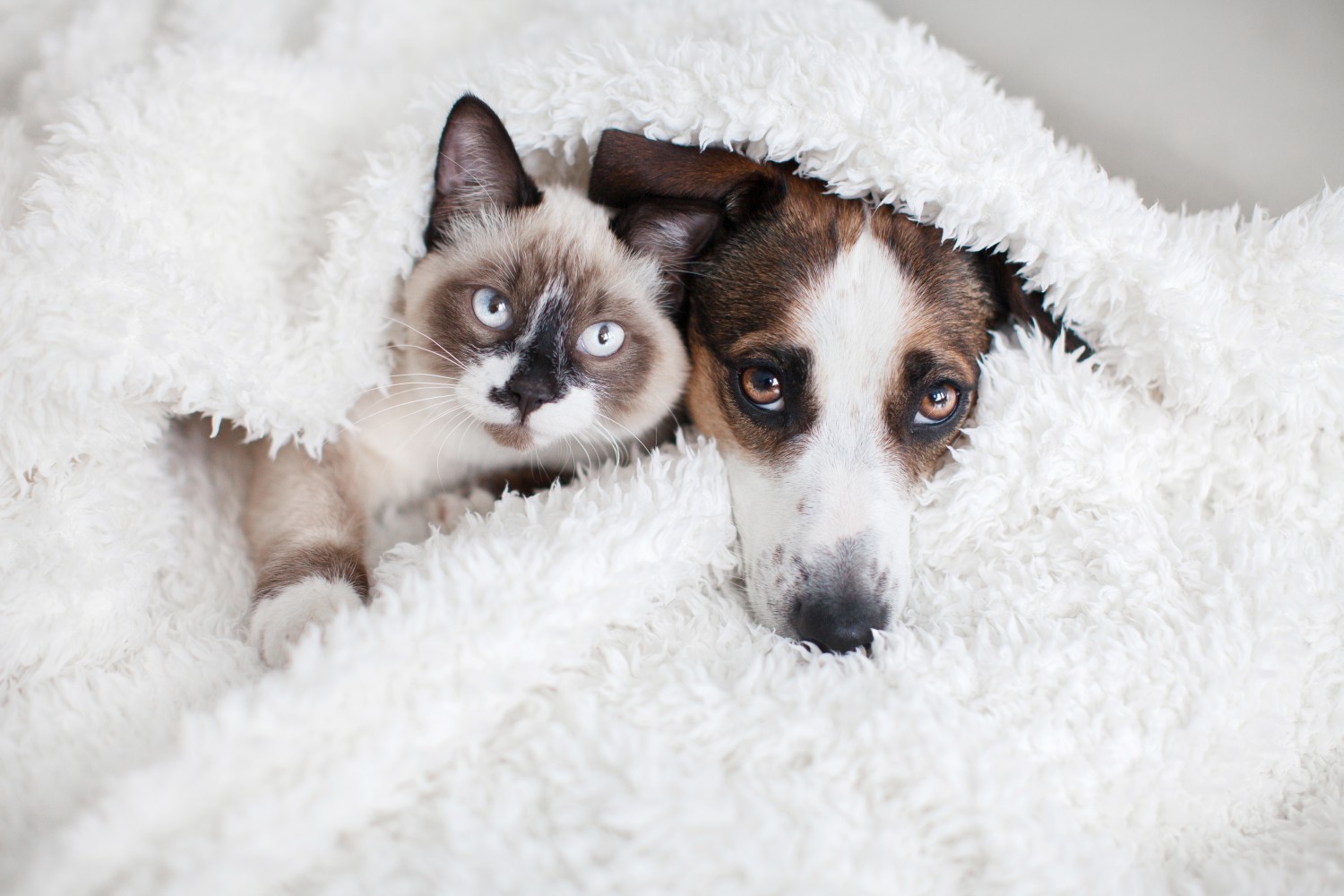 Dog & Cat laying in white blanket