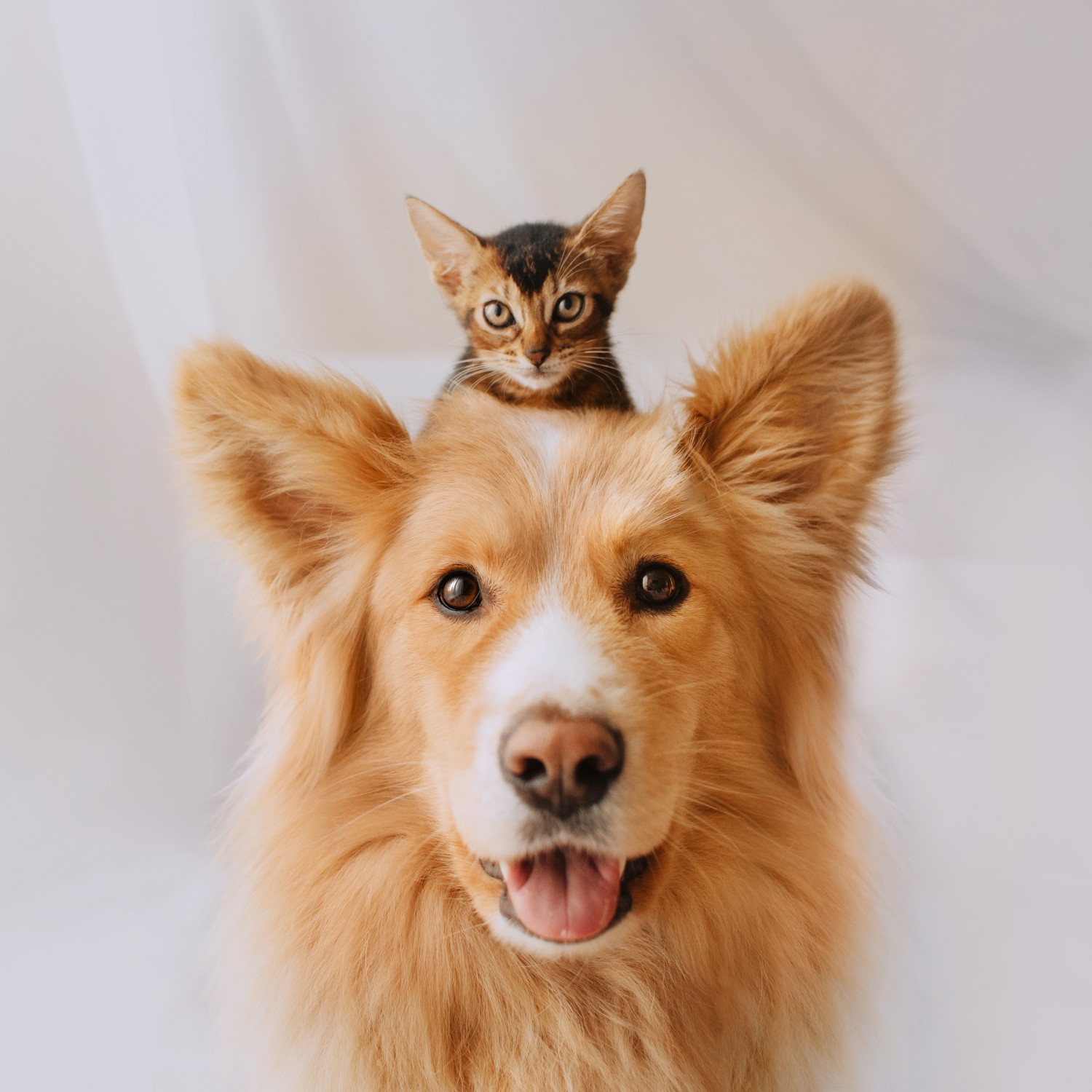 Dog w/ Cat on ears