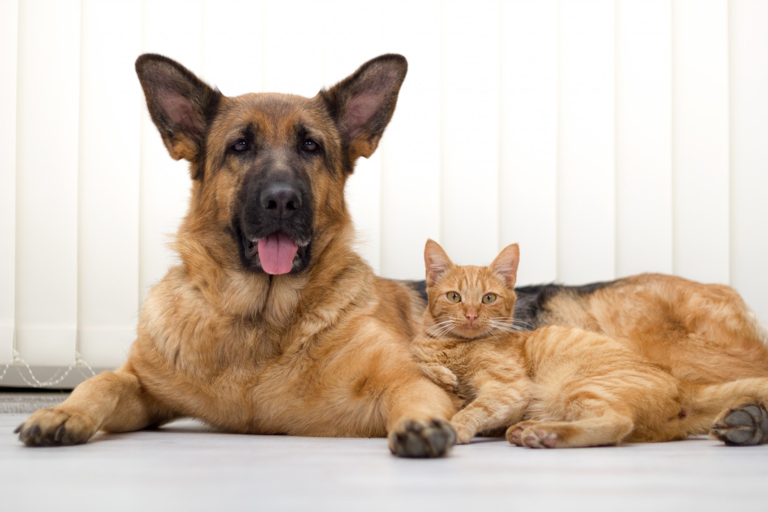 German Shepherd and Orange tabby cat