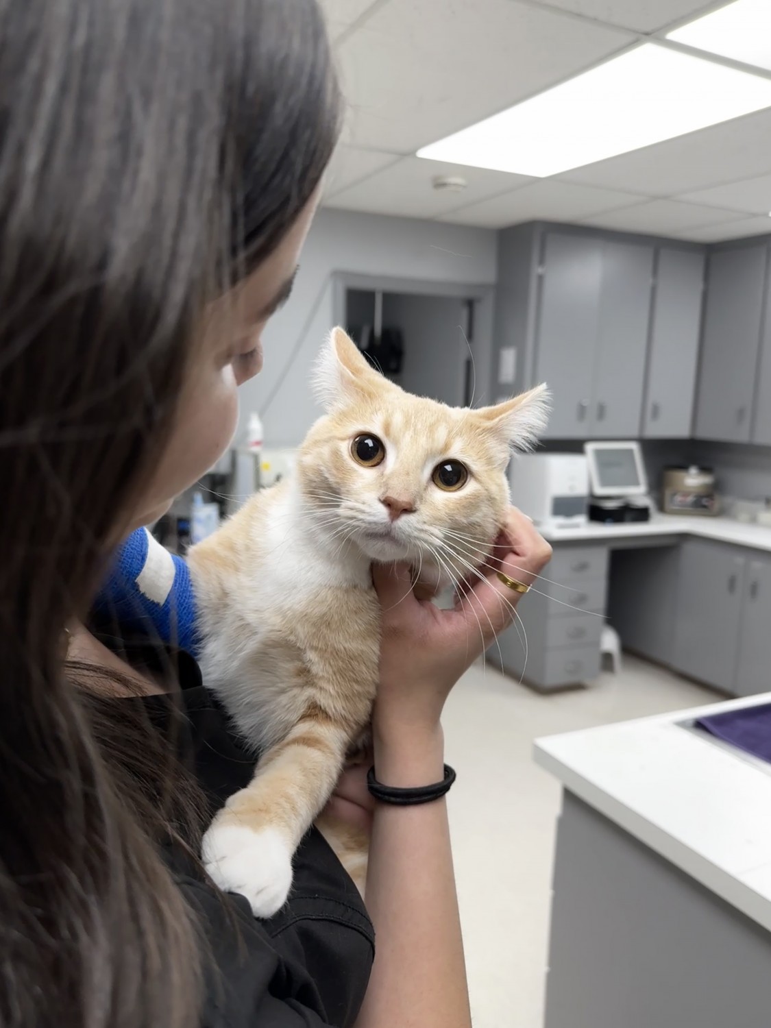 Woman holding cat