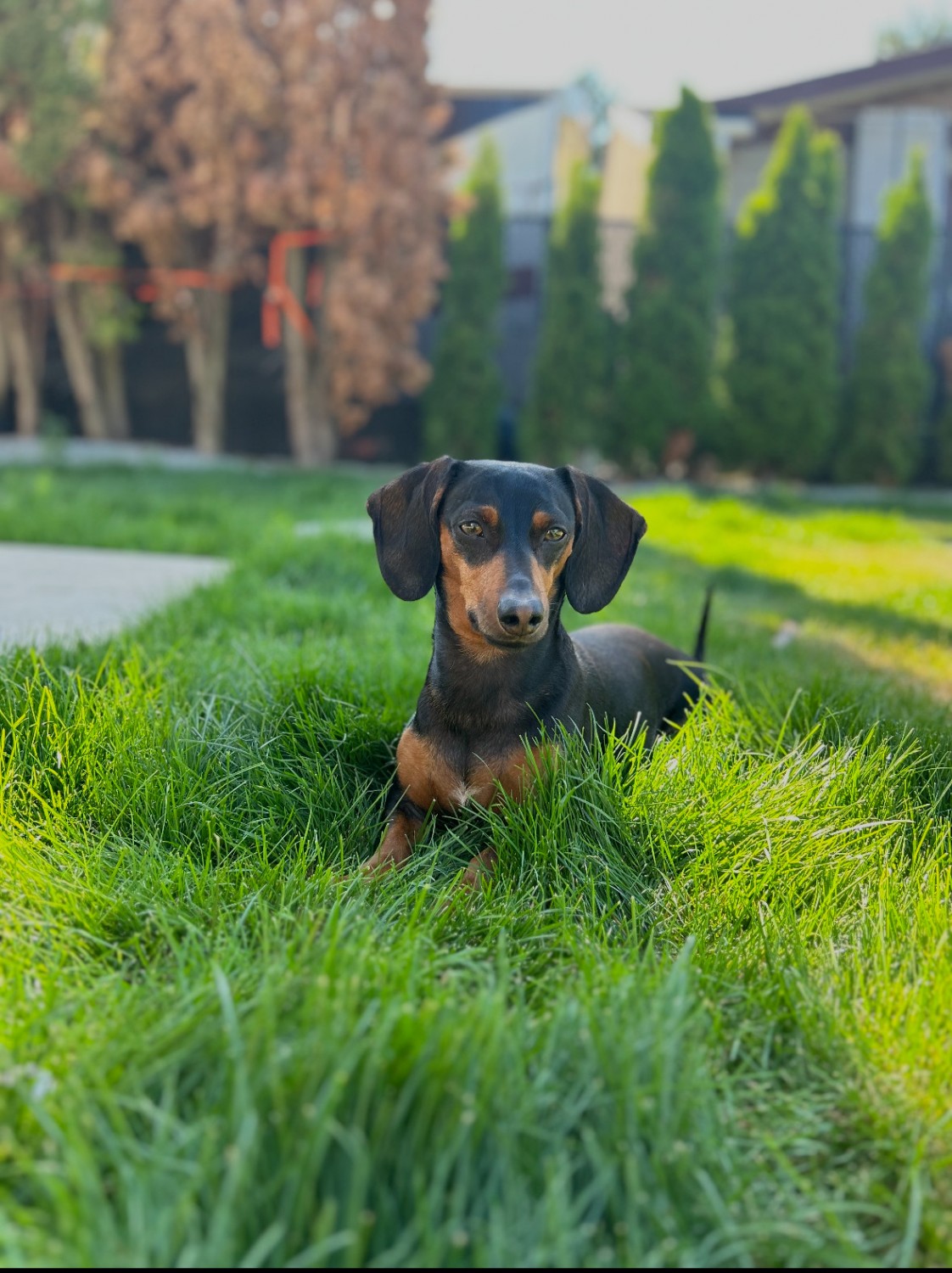 Slinky