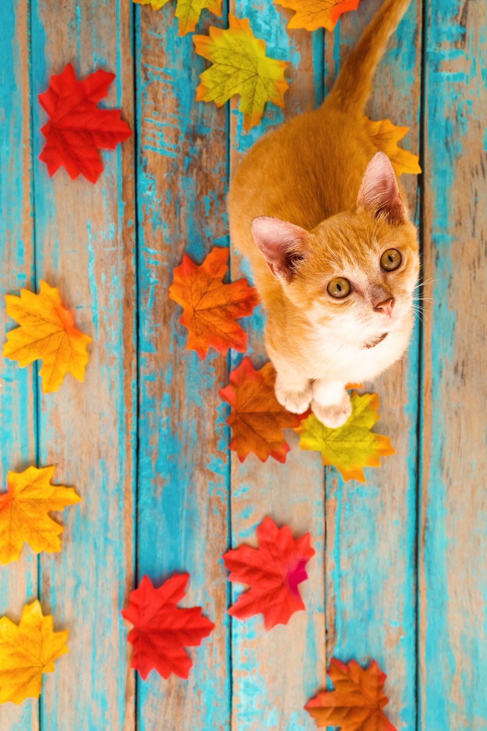 Orange cat and maple leaves