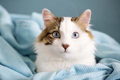 Cat in blue blankets