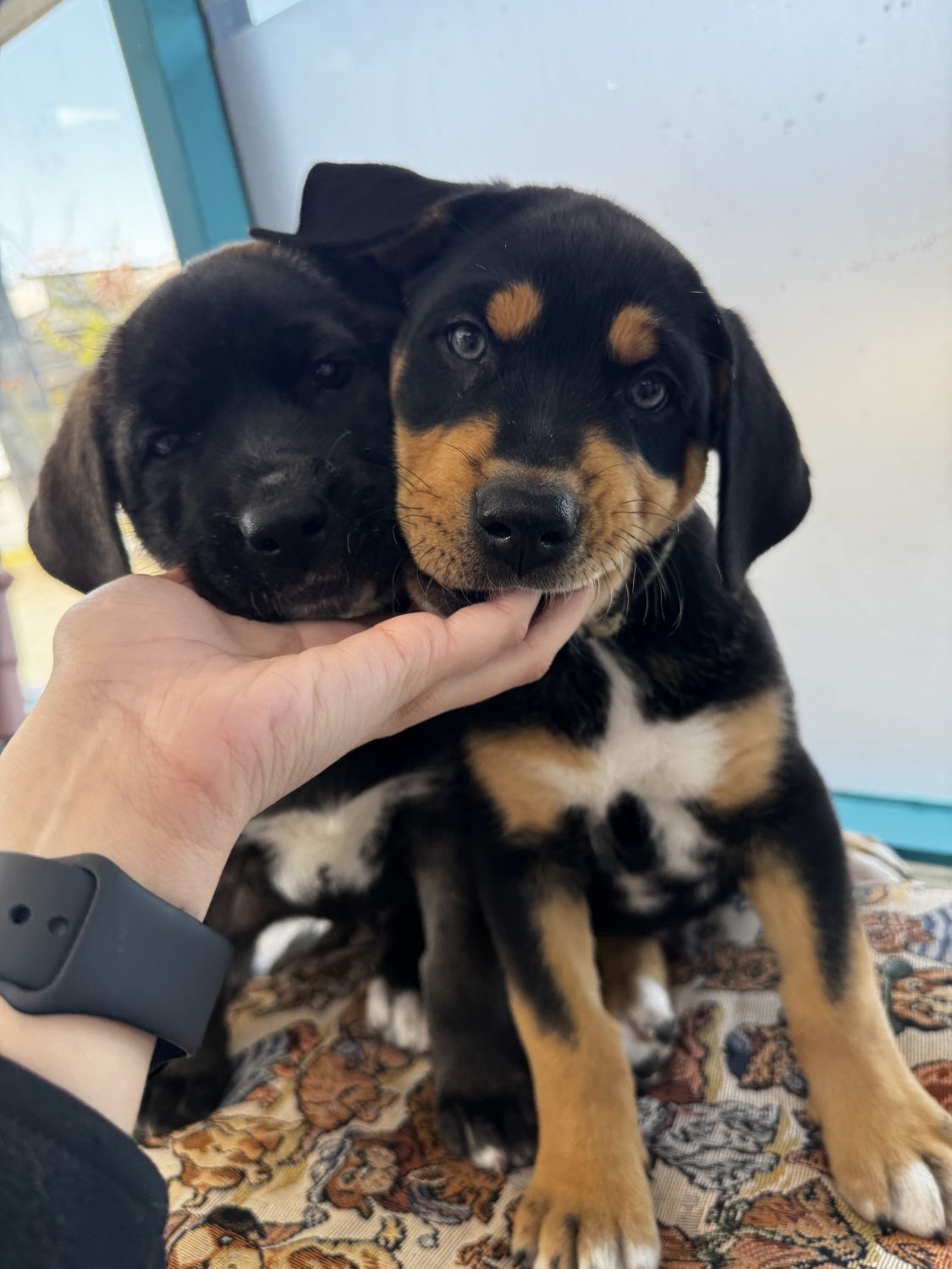 Ares and Juno