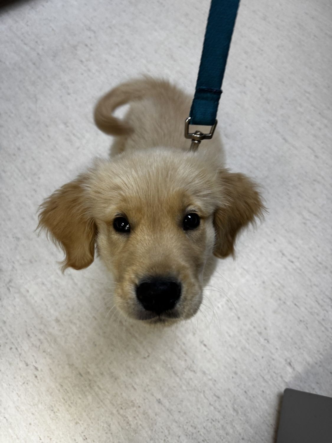 cute boi
