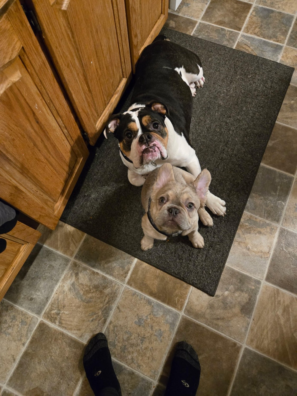 Georgia and Dexter