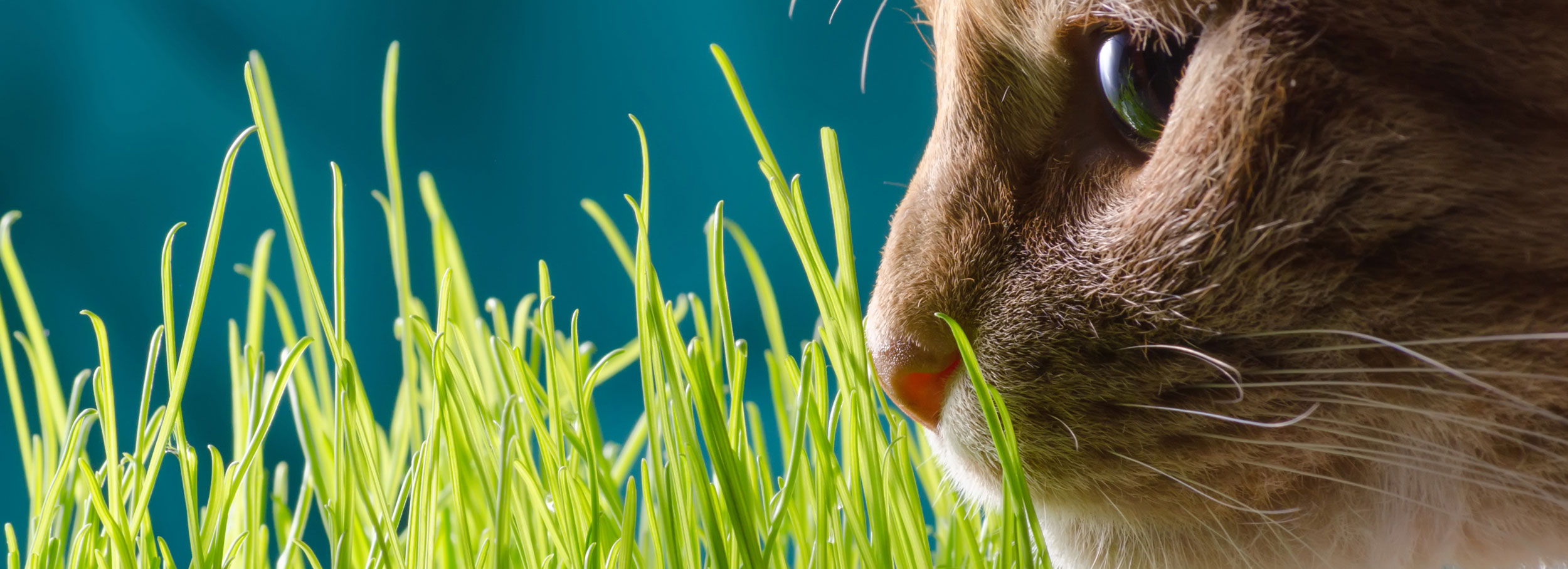 cat sniffing grass